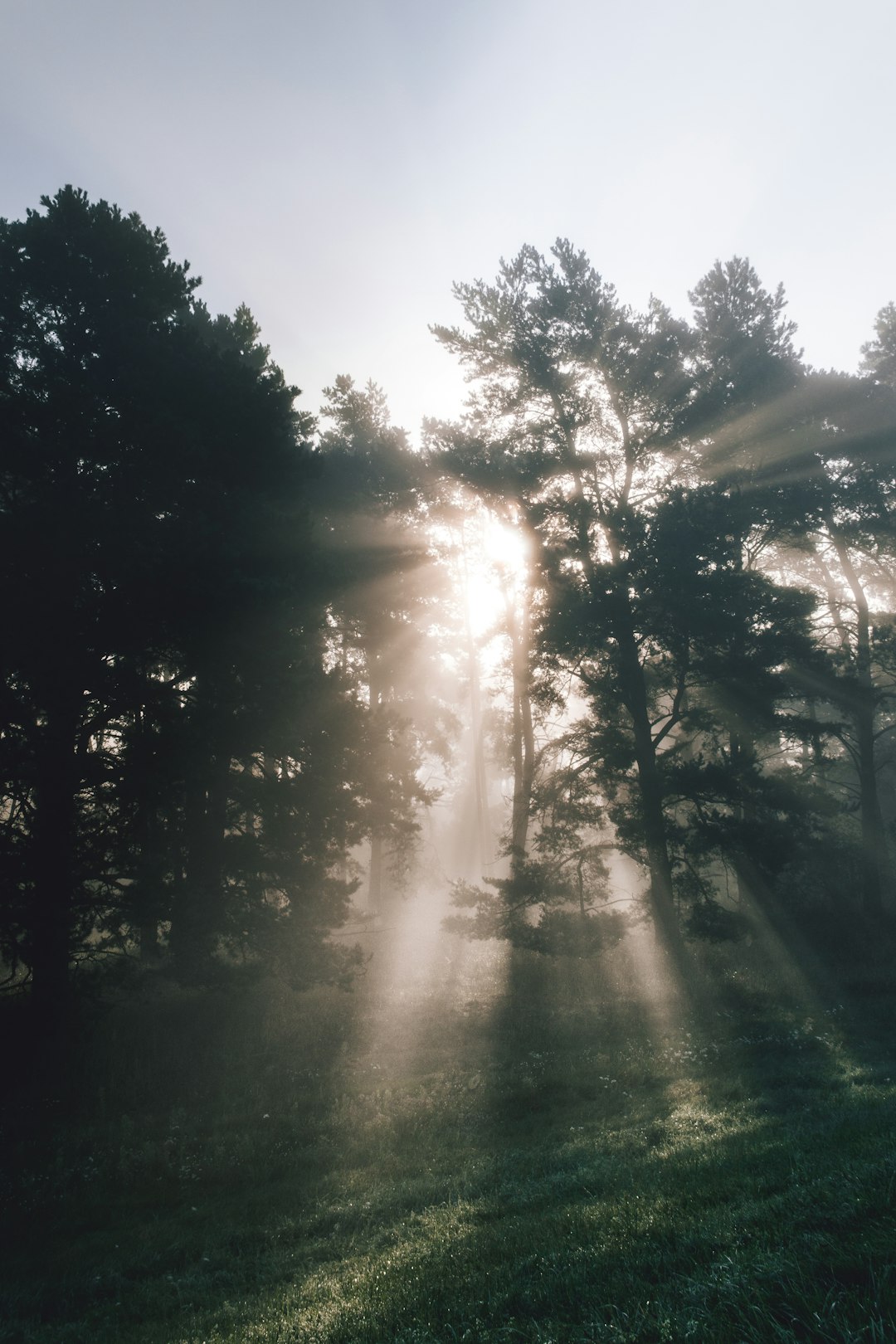 trees during sunrise