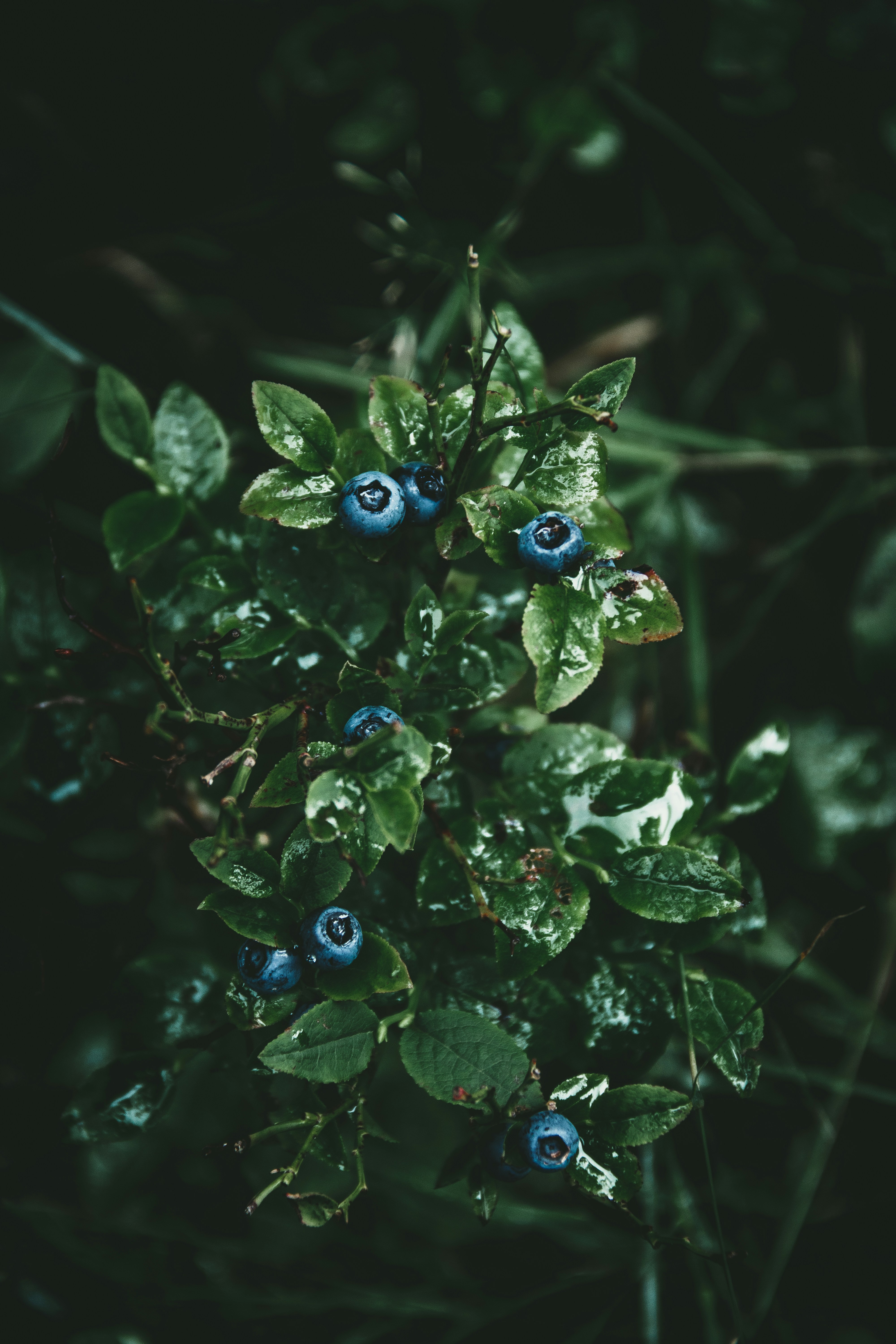 On a walk in the woods of lower saxony, you cannot miss the wild blueberrys growing around every corner.