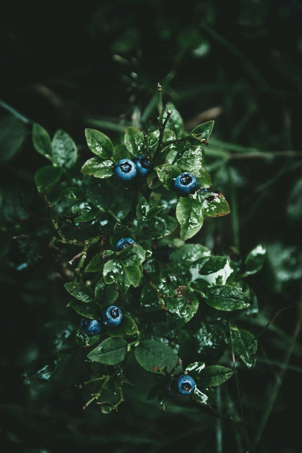 top view photo of green leaf plant in forest