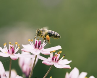 shallow focus photography of bee on flower