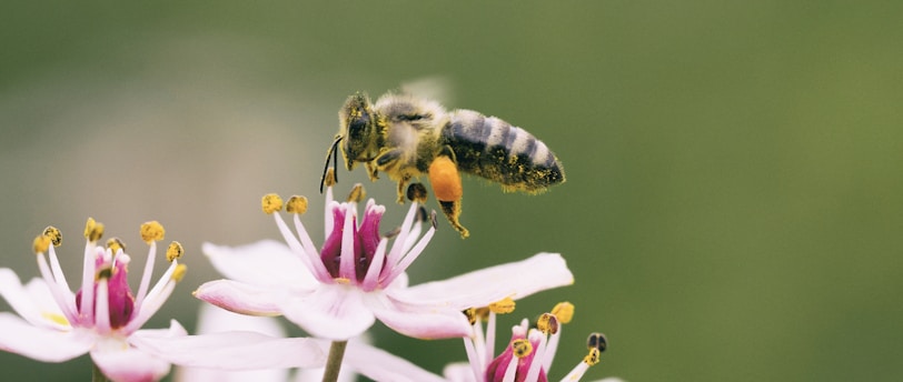 Bee pollinating a flower, symbolizing their crucial role in sustainable living and biodiversity.