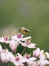 shallow focus photography of bee on flower