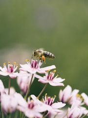 shallow focus photography of bee on flower
