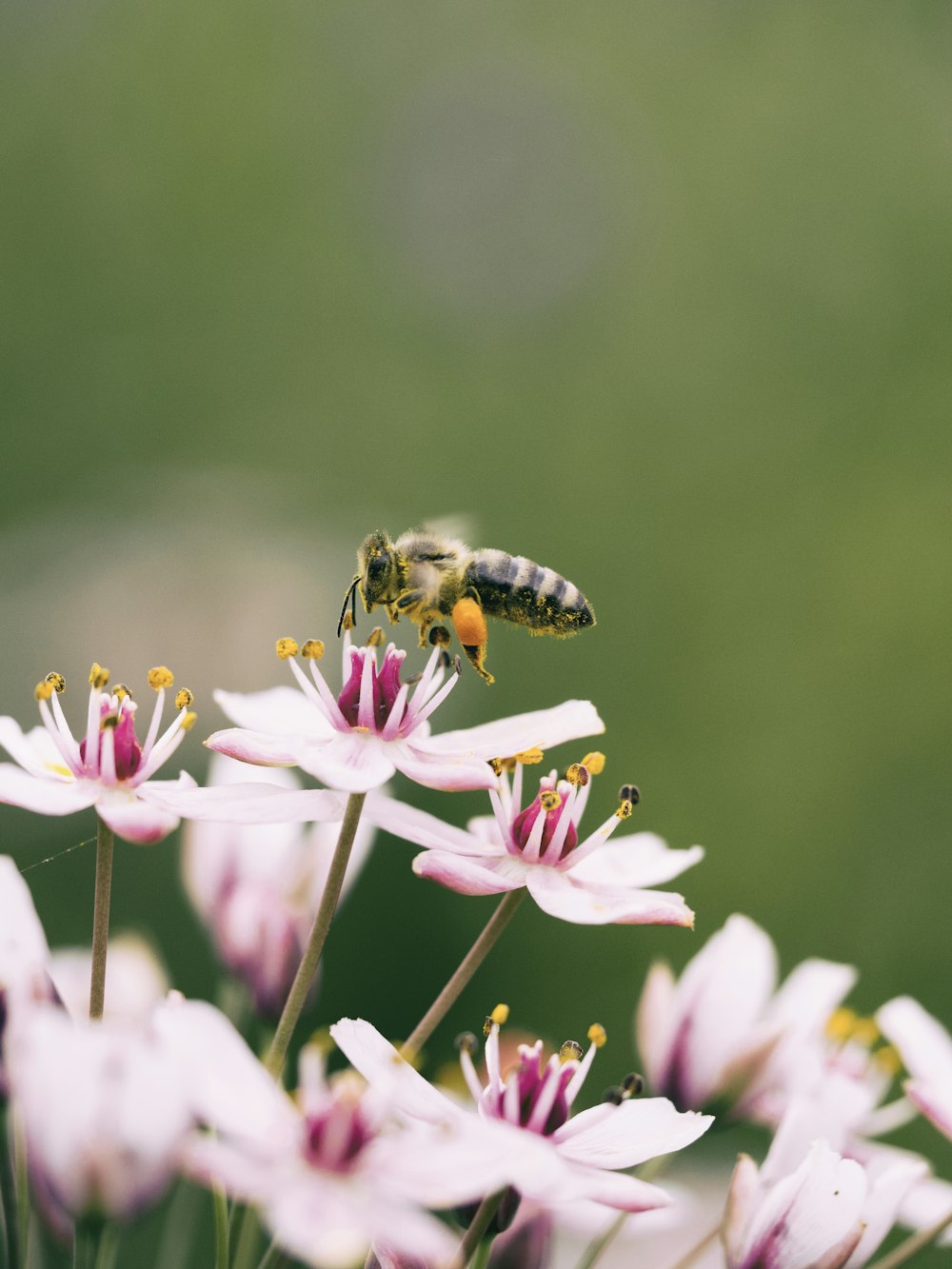 shallow focus photography of bee on flower