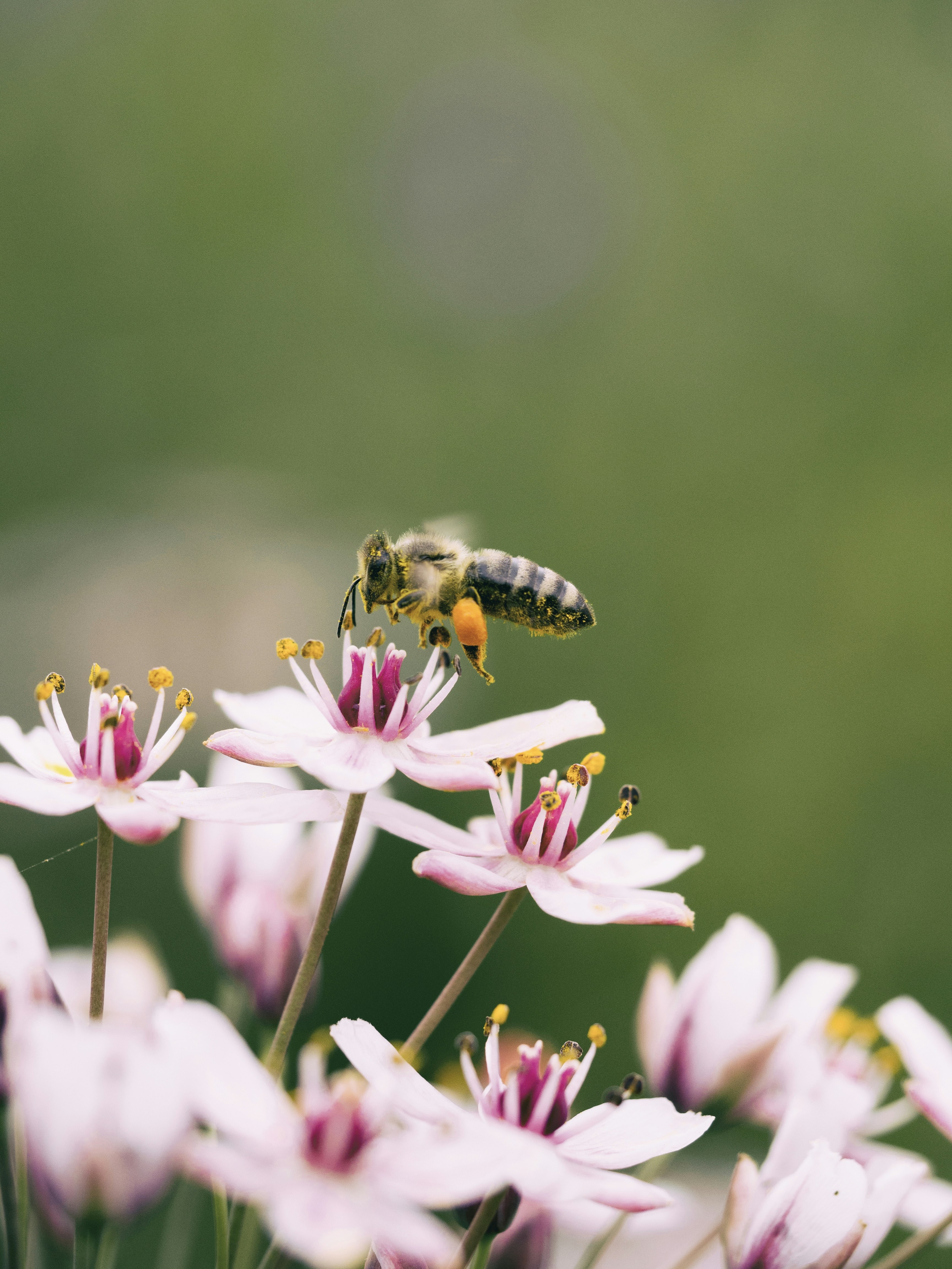 Hornet eating flower