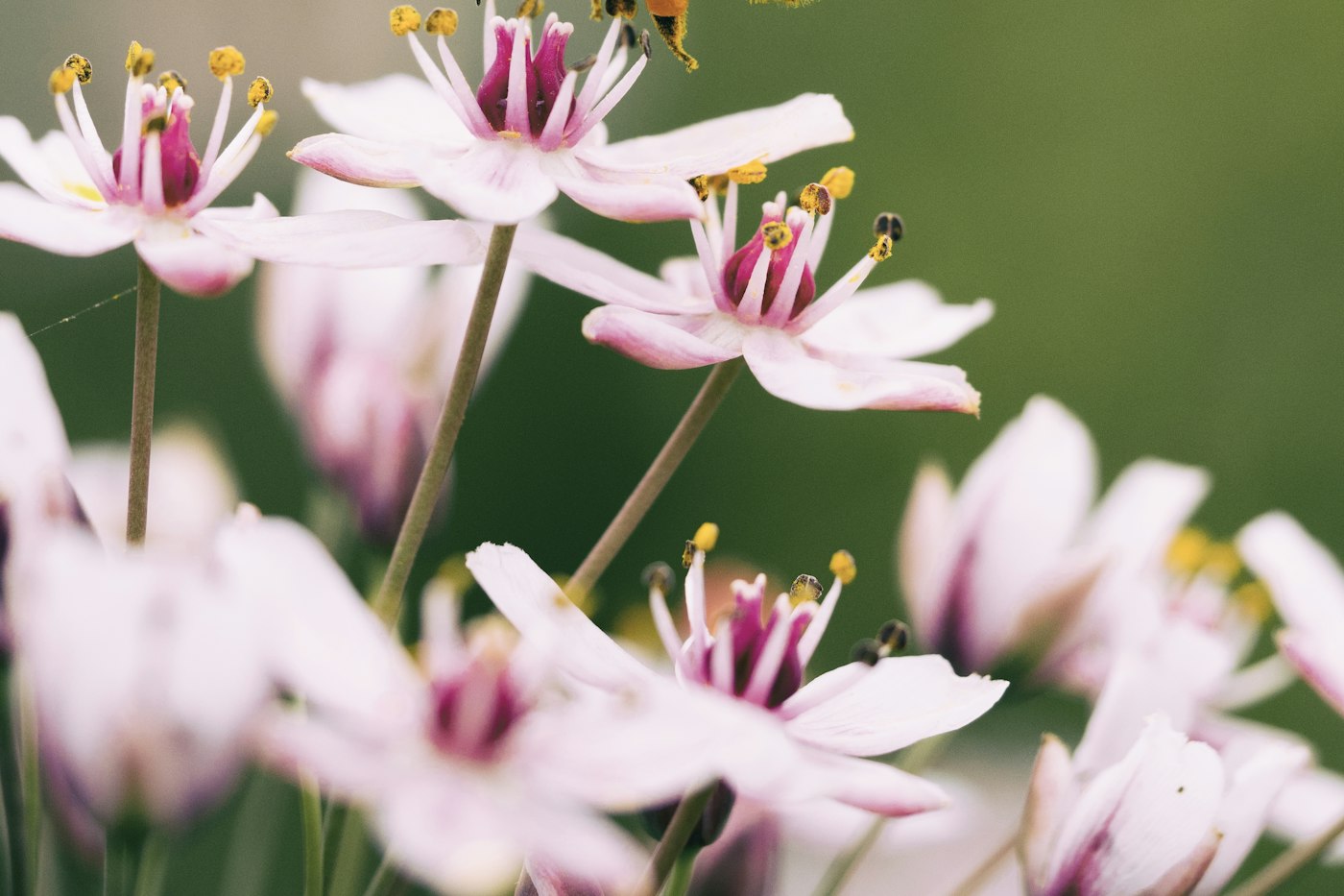 Pink blooms that belong in a pollinator garden plan