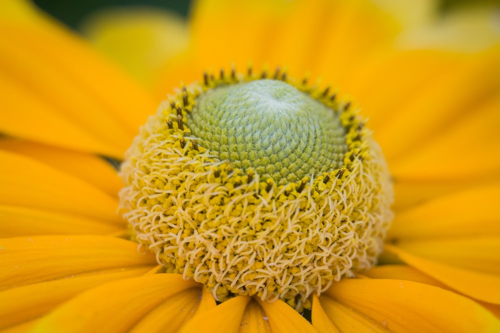 Nahaufnahme der gelben Sonnenblume