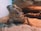 A bearded dragon lizard rests on a sandy substrate inside a terrarium. The creature's rough skin and spiky beard are prominent, and its eyes appear alert. The background includes textured rock formations providing a naturalistic habitat.