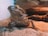 A bearded dragon lizard rests on a sandy substrate inside a terrarium. The creature's rough skin and spiky beard are prominent, and its eyes appear alert. The background includes textured rock formations providing a naturalistic habitat.
