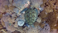 A sea turtle is nestled among a variety of coral formations. The turtle's shell has intricate patterns of green and brown, blending seamlessly with the surrounding coral reef. The coral displays different textures and shades, creating a vibrant underwater scene.