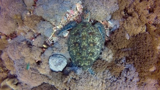 A sea turtle is nestled among a variety of coral formations. The turtle's shell has intricate patterns of green and brown, blending seamlessly with the surrounding coral reef. The coral displays different textures and shades, creating a vibrant underwater scene.