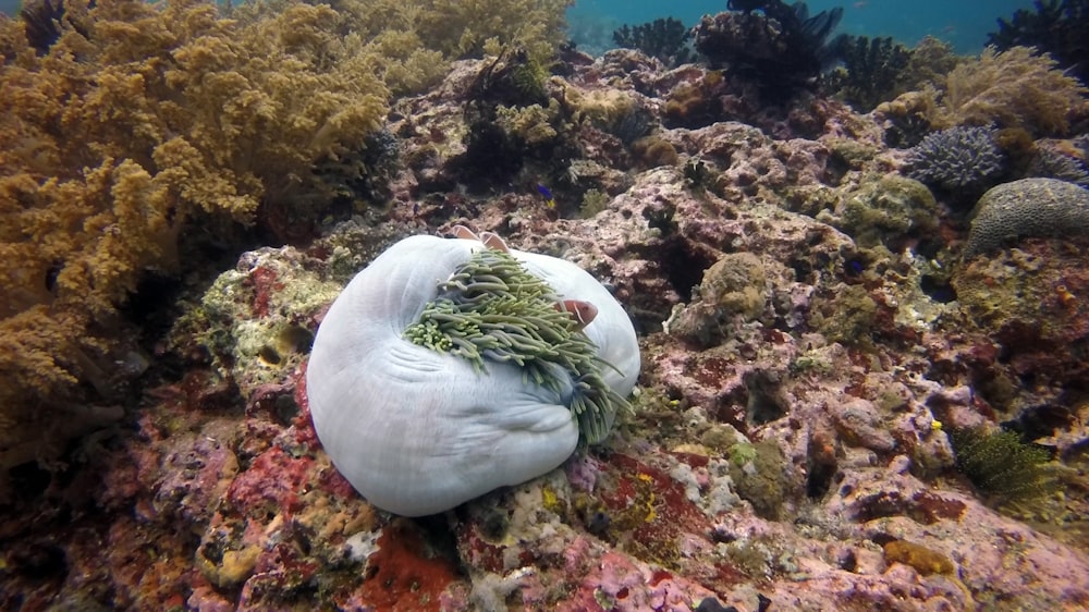 underwater photography of corals