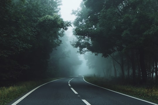 gray roadway between green leaf trees in England United Kingdom