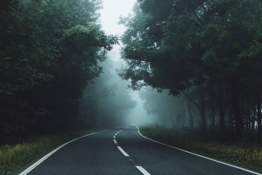 gray roadway between green leaf trees