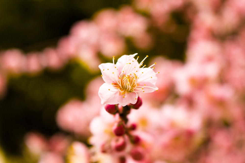 분홍색 꽃이 만발한 나무
