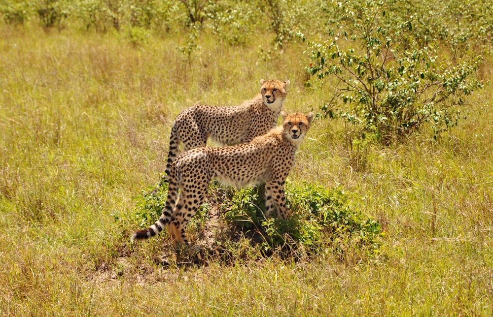wildlife photography of two cheetahs