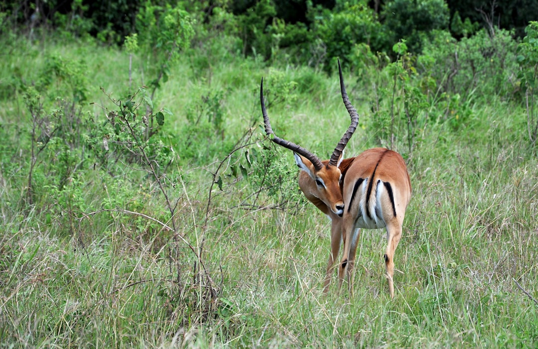 Wildlife photo spot Maasai Mara Trips Kenya Giraffe Centre