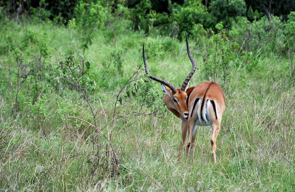 brown deer on green grass