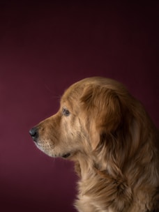 A calm golden retriever receiving a gentle bath from a caring groomer in a bright, clean grooming station.