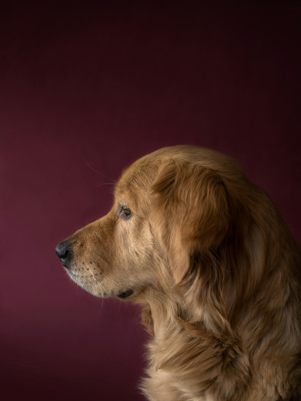 Photographie en gros plan d’un golden retriever adulte