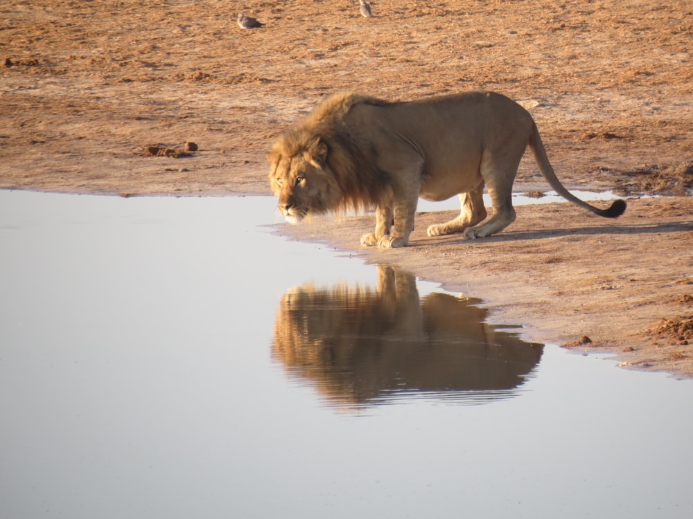 lion near body of water