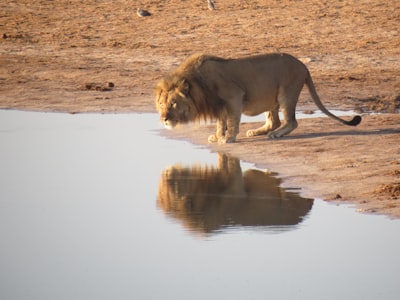 lion near body of water zimbabwe zoom background
