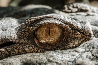 macro photography of gray alligator eye