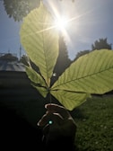 Hands holding fresh herbal leaves under natural sunlight.