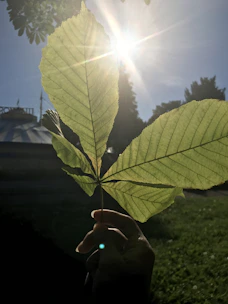 Close-up of a hand holding fresh neem leaves with sunlight filtering through.