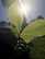 Close-up of hands holding fresh candeia leaves with morning sunlight.