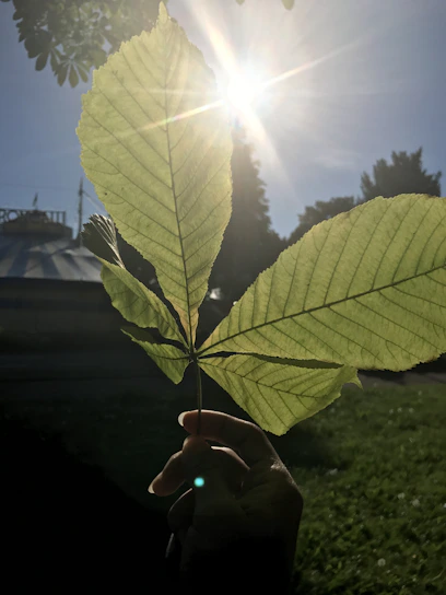 Close-up of hands holding fresh moringa leaves with sunlight filtering through.