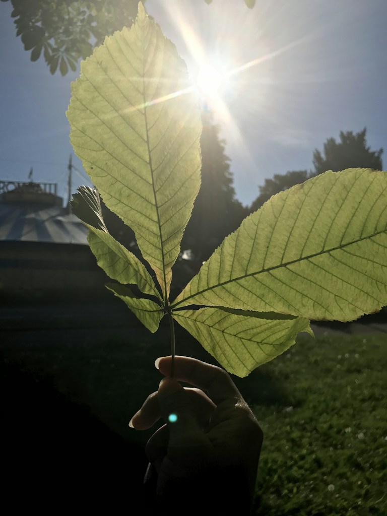 Kale Fresco Orgánico