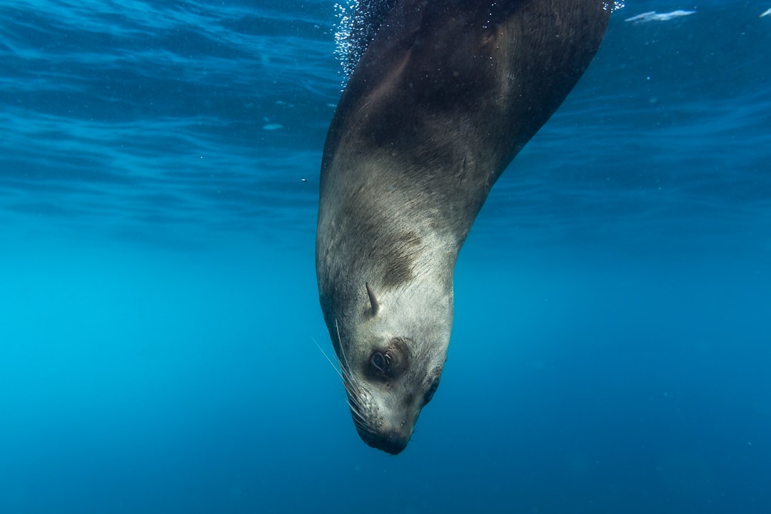 seal underwater