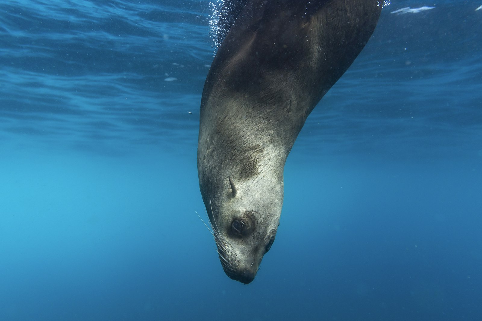 Canon EOS 6D + Canon EF 24mm F2.8 IS USM sample photo. Seal underwater photography