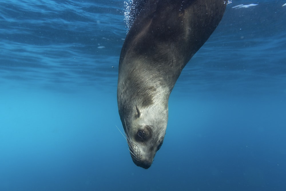 seal underwater