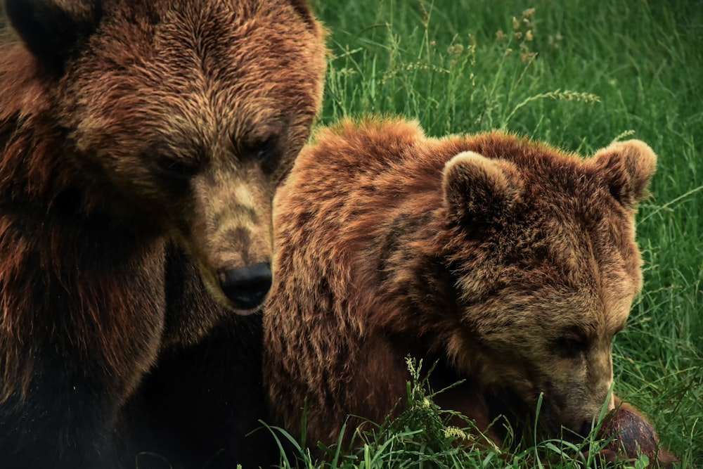 two brown bears on grass field