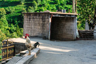 A gamefowl confidently jumping between medium-height perches under a handler’s watchful eye