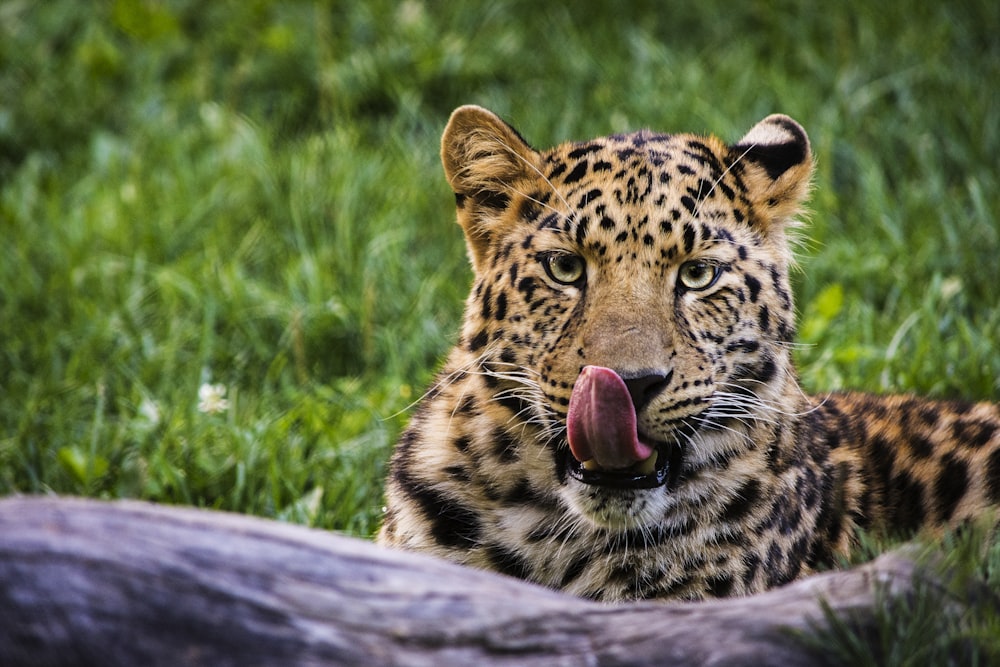 Flachfokusfotografie von Leoparden