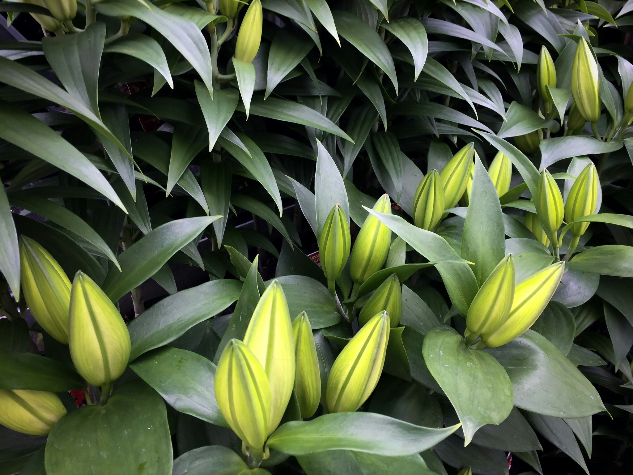 Why Fish Schools Outperform Individual Navigation Systems