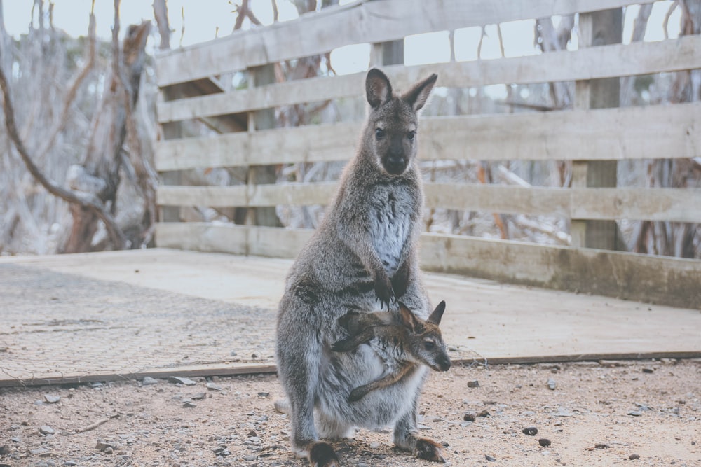two joey in kangaroo