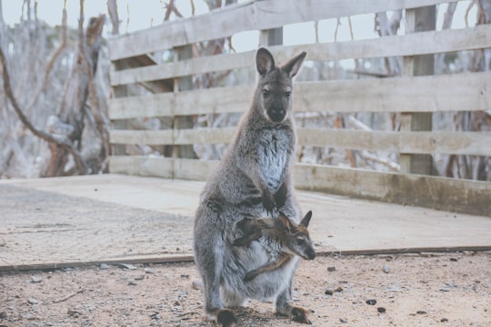 two joey in kangaroo in Phillip Island Australia