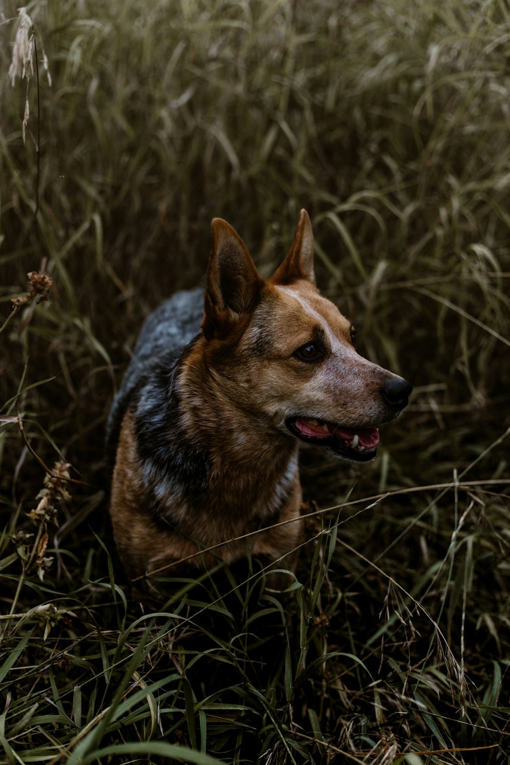 adult black and brown Australian cattledog