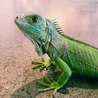 focus photography of iguana