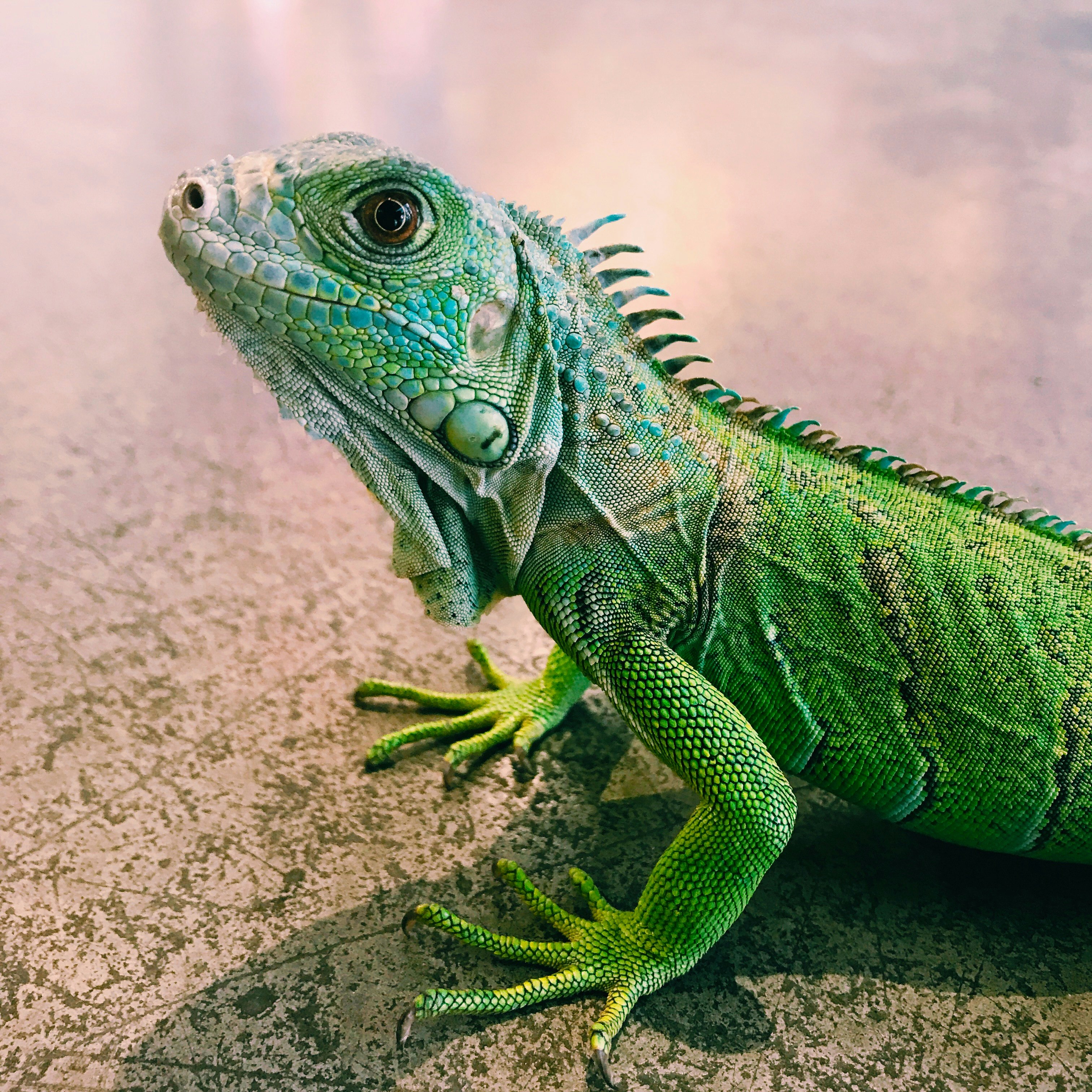 Green lizard on branch