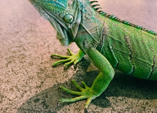 focus photography of iguana