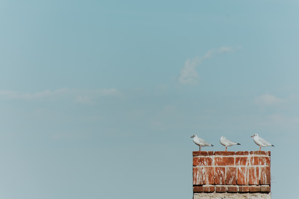 three white birds on brown concrete surface under white clouds and blue sky during daytime