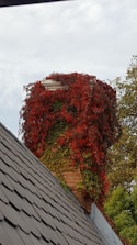 A tall chimney is covered with vibrant red and green ivy, creating a striking contrast against the cloudy sky. The roof of a building, with dark gray shingles, is visible in the foreground.