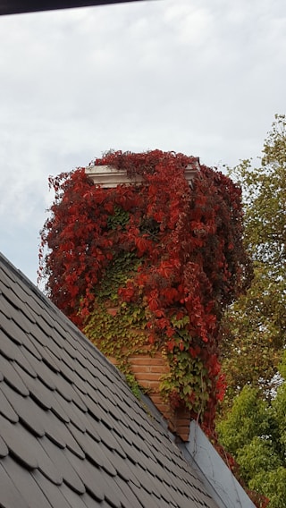 A tall chimney is covered with vibrant red and green ivy, creating a striking contrast against the cloudy sky. The roof of a building, with dark gray shingles, is visible in the foreground.