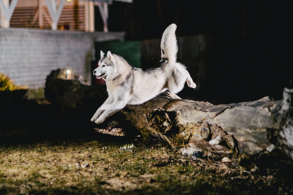 Husky branco da Sibéria pulando no tronco marrom da árvore durante a noite