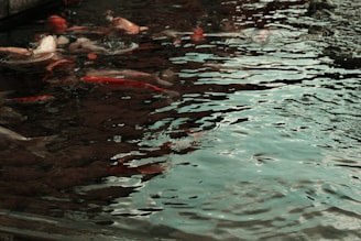 A pond filled with koi fish swimming in various directions. The water's surface is rippling, creating reflections and a dynamic texture. The fish's bright orange, red, and white colors contrast with the dark water.